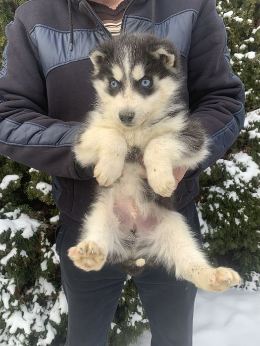 Продам цуценят Сибірської Хаскі