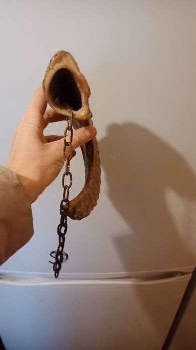 Ріг барана продам недорого