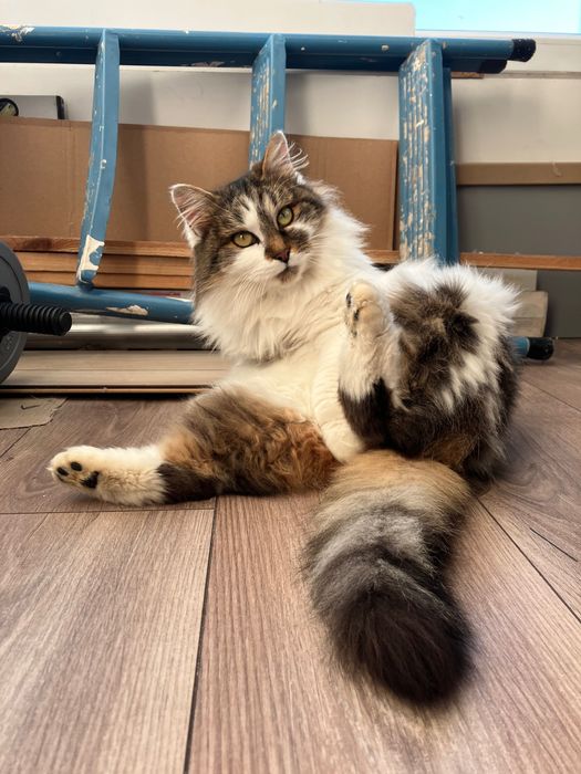 Знайшли стерилізовану кицю