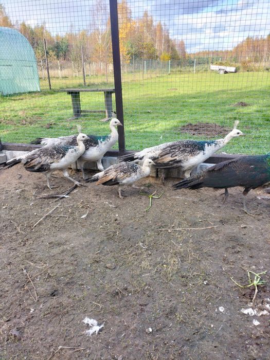 Sprzedam pawie czarnoskrzydłe