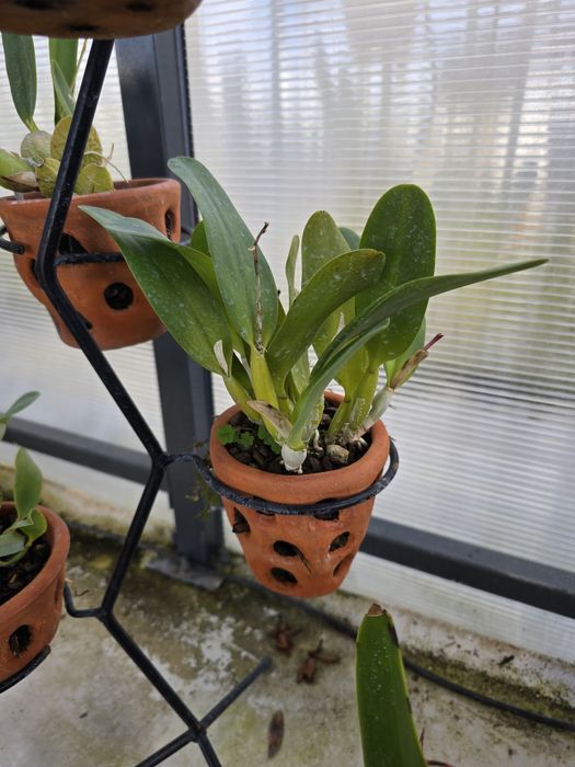 Orquídeas (cattleyas e vandas)