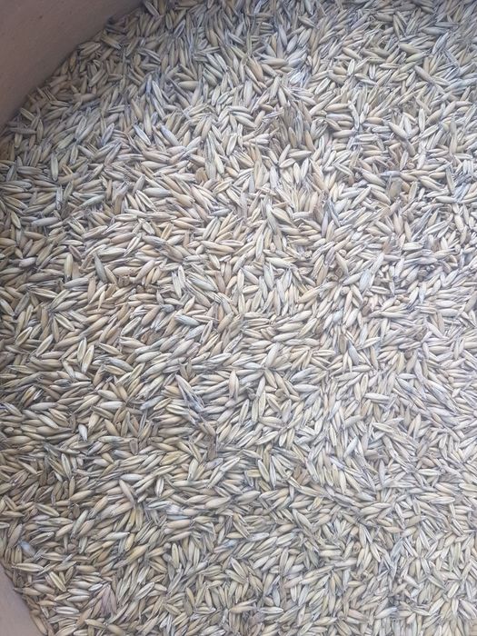 Sprzedam pszenica, pszenżyto, owies