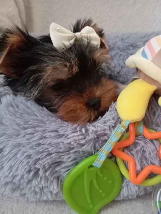 Йорки з ветпаспортом