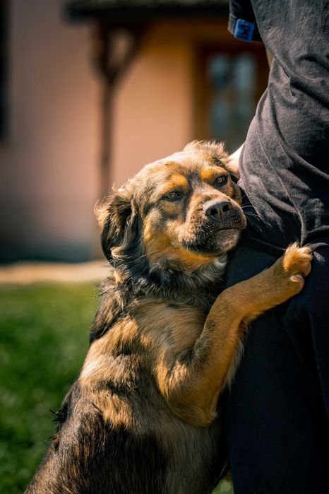 BIMBER- młody, kontaktowy pies