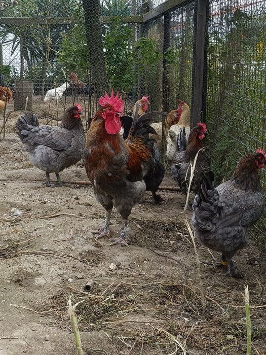 OVOS  Maran, Araucana, Ayam ketawa, Andaluza, Paduana