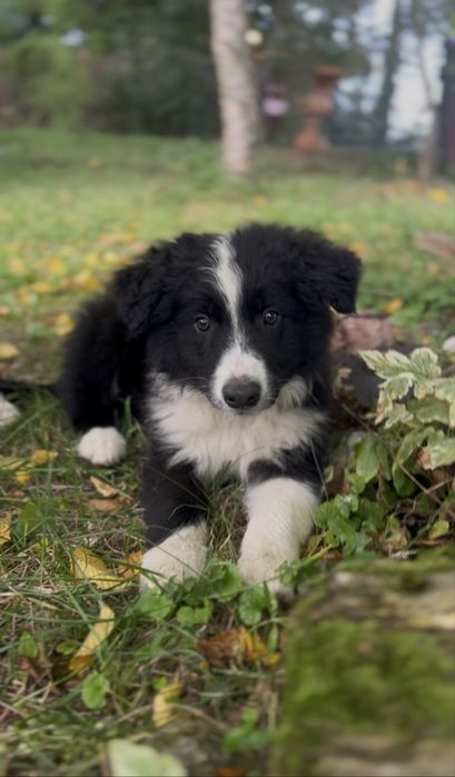 Border collie z rodowodem gotowe do odbioru