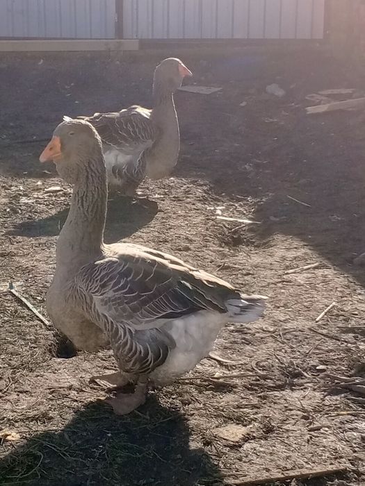 Гуси    Холмагори