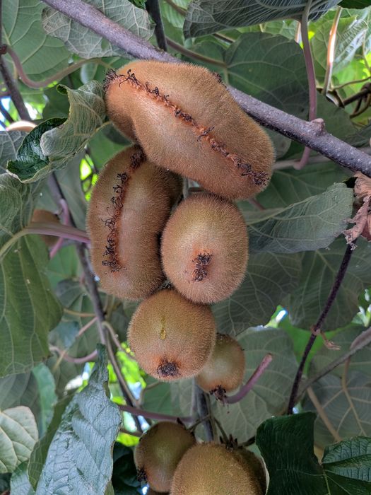 Kiwis a 1€/kg de bom calibre