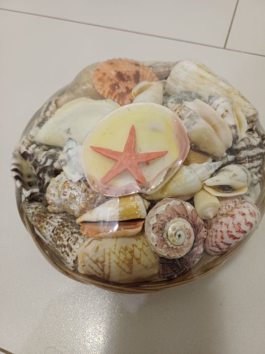 Продам набір ракушок