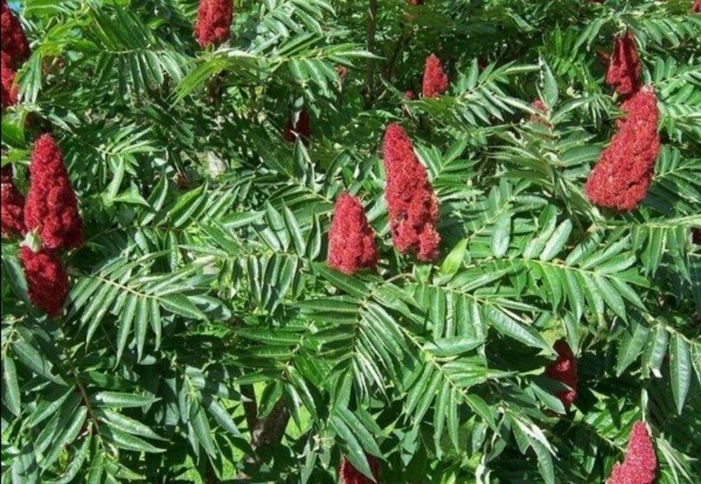 Сумах, оцтове дерево, оленячорогий садженець