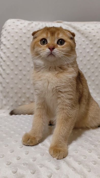 Шикарные породистые котята золотая шиншилла висловухие прямоухие