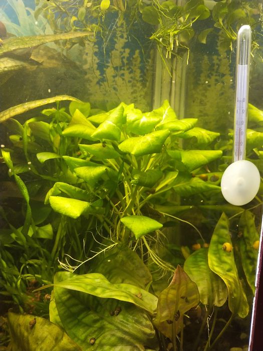 Водоросли для аквариума разные