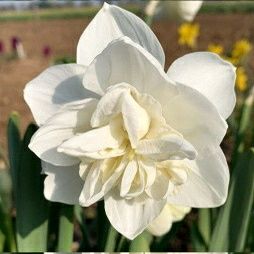 Нарцис сортовий.