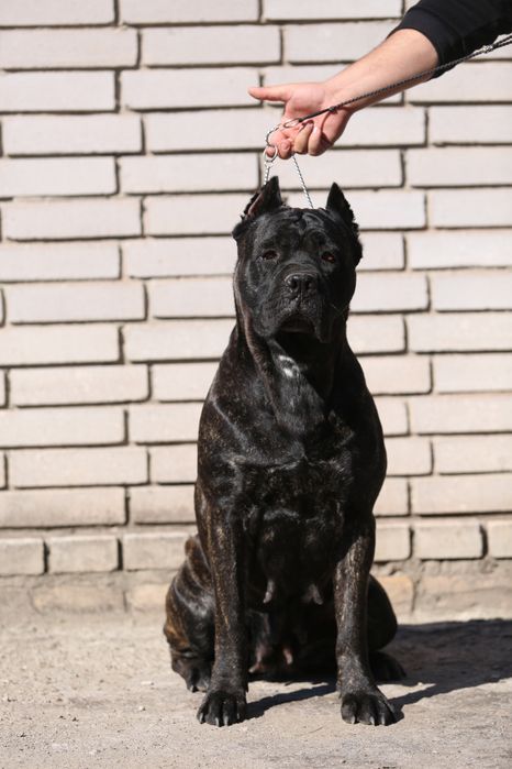 Девочка корсо_Ламба