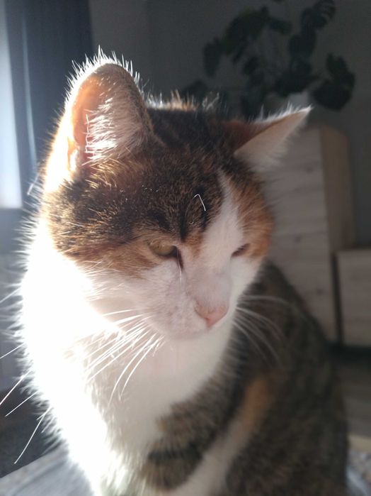 Zaginęła kotka Zuzanka