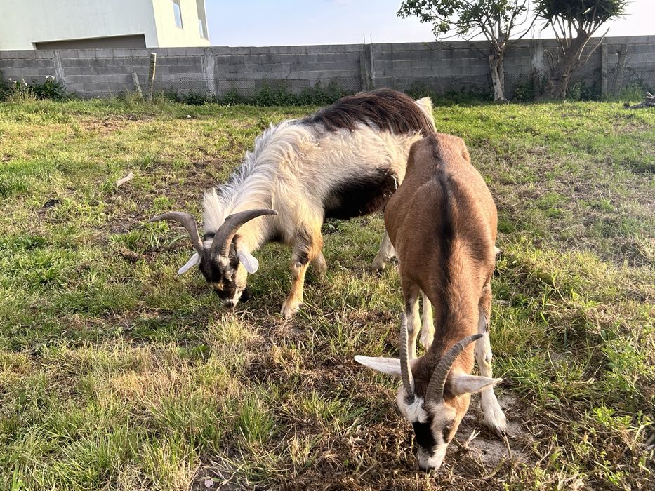 Vendo cabra + bode (raça serpentina)