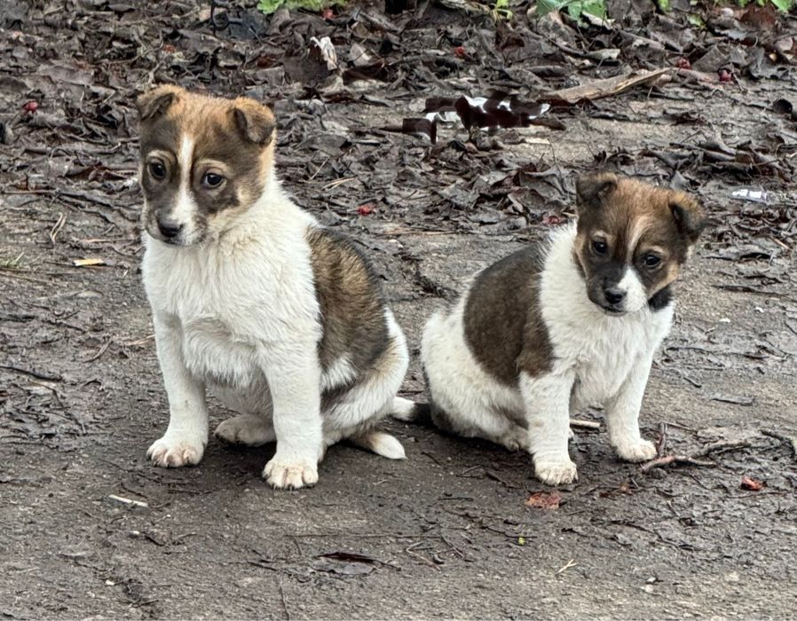 Отдам щенков в хорошие руки