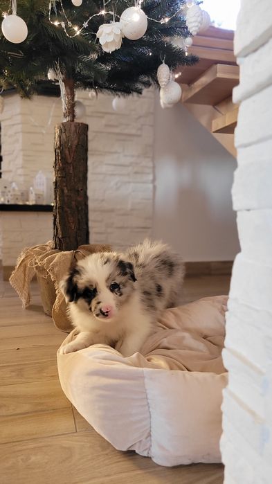 Border Collie Blue-Merle Suczka Piesek