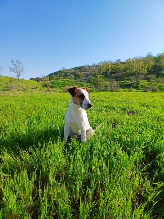 Вязка Джек Рассел