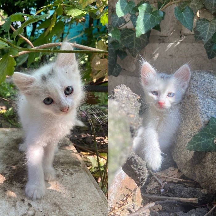 Котики шукають дім