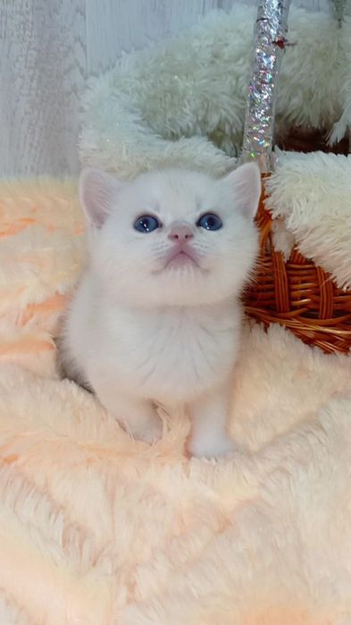 С голубыми глазами. Шотландский котик золотая шиншилла поинт