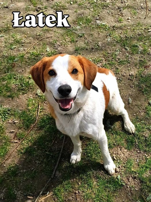 Uroczy i radosny Łatek do adopcji