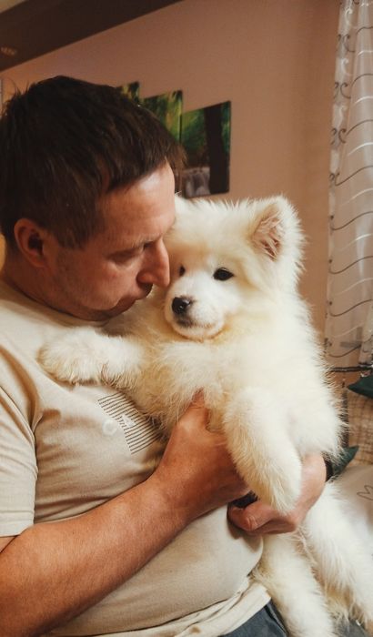 Maluszek Samoyed ZKwP FCI