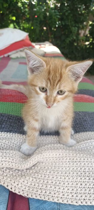 Рыжие котята в семью