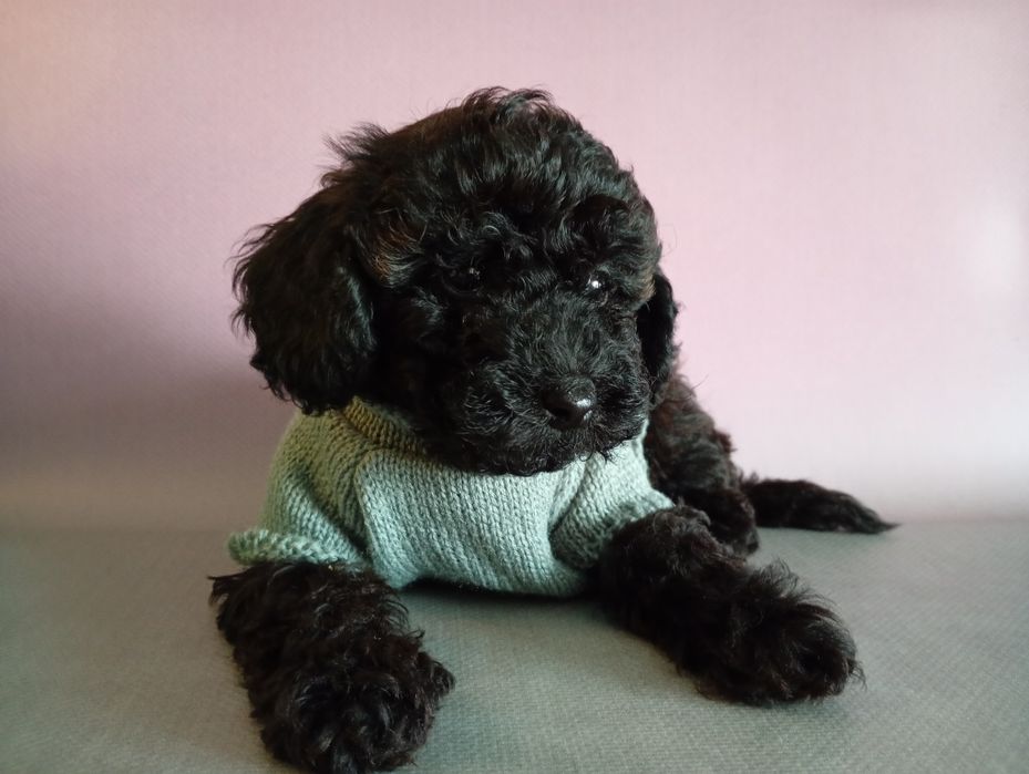 Cudooowny piesek pudel Black sable