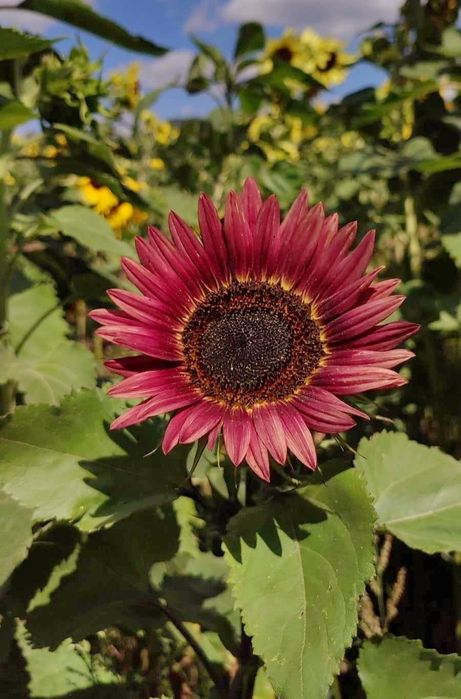 Słonecznik ozdobny na kwiat cięty