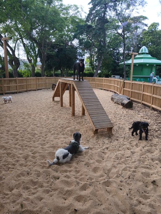 Pet Sitter e Dog Walker