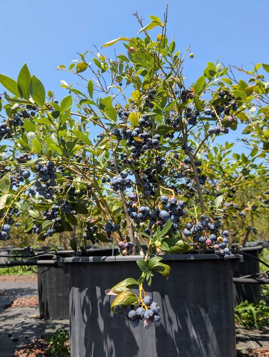 Plantas de Mirtilo Adultas com vaso – 8 Anos – Produção Máxima