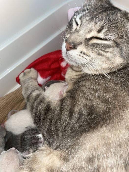 Adoção dos bebes