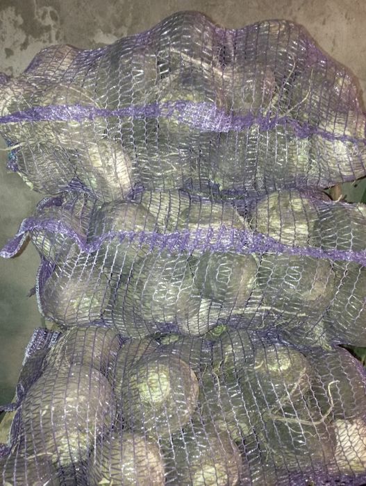 Продам чорну редьку.