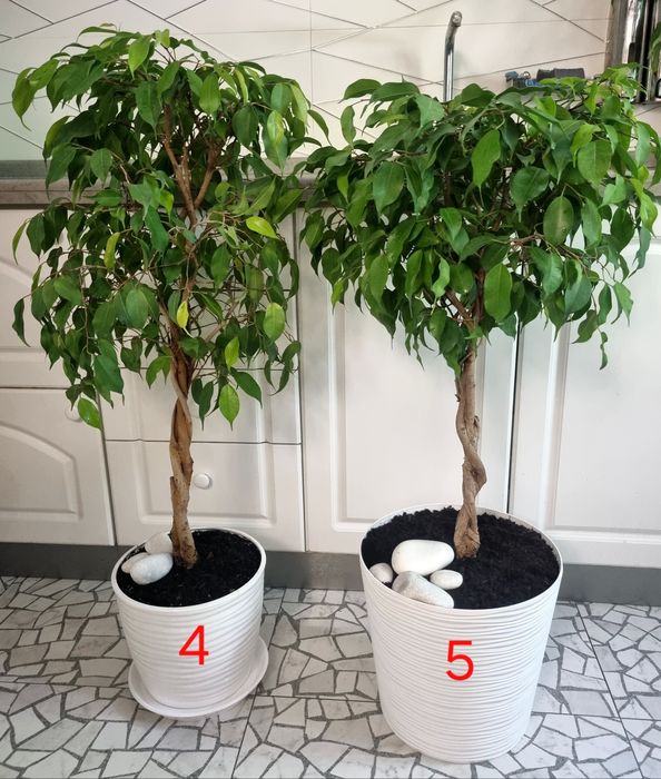 Дизайнерський фікус бонсай