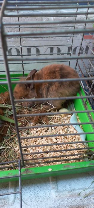 Кролики карликовые