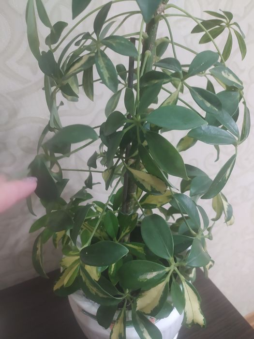 Шефлера Герда варігантна