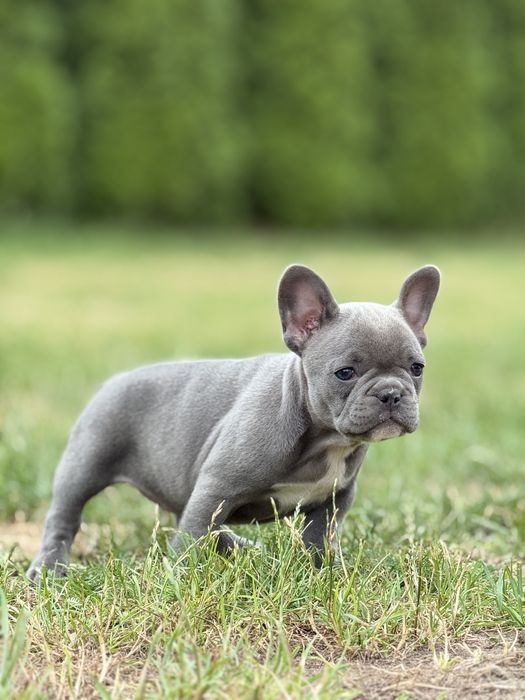 Buldog francuski Blue. Piekne zdrowe szczenięta
