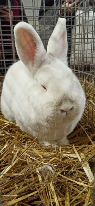 Nowozelandzki Biały