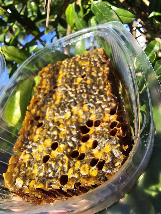 favo de mel  últimas  unidades eucalipto são multiflorados.  eucal