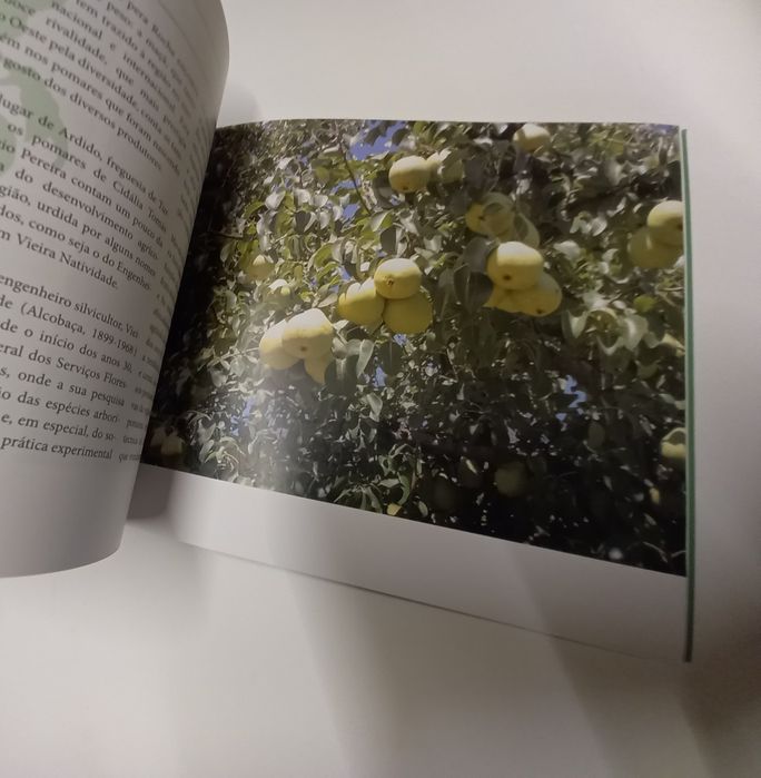 Pêra Rocha do Oeste Quintas e Produção