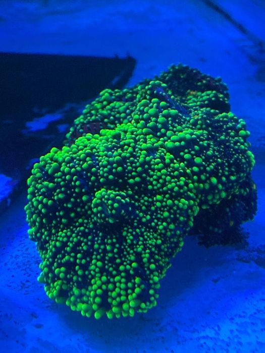 Vários corais. Euphilia, zoanthus, pavona, Seriatopora, e outros.