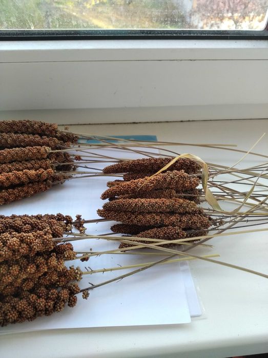 Чумиза корм для папуг