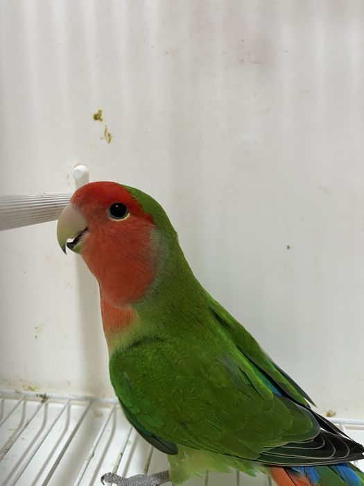 Agapornis longfeather