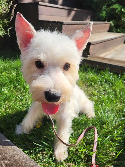 Цуценя West Highland White Terrier/ Вест Хайленд Уайт Терр'єр
