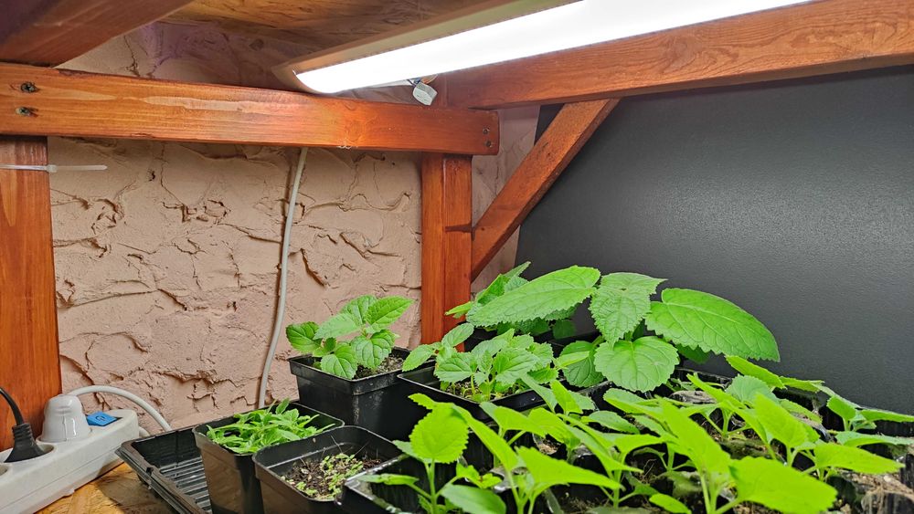 Павловнія повстяна (войлочна) медонос декоративна насіння семена