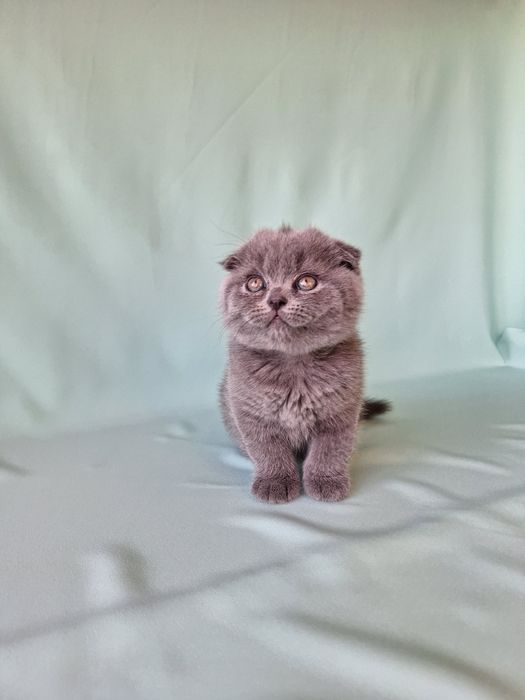 Шотландский хлопчик.