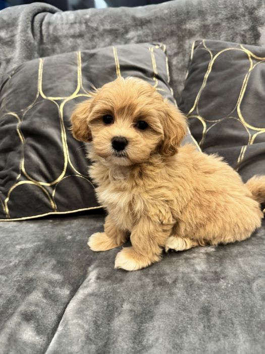 CUDOWNY Szczeniak Maltipoo  ! Rodowód + Chip!
