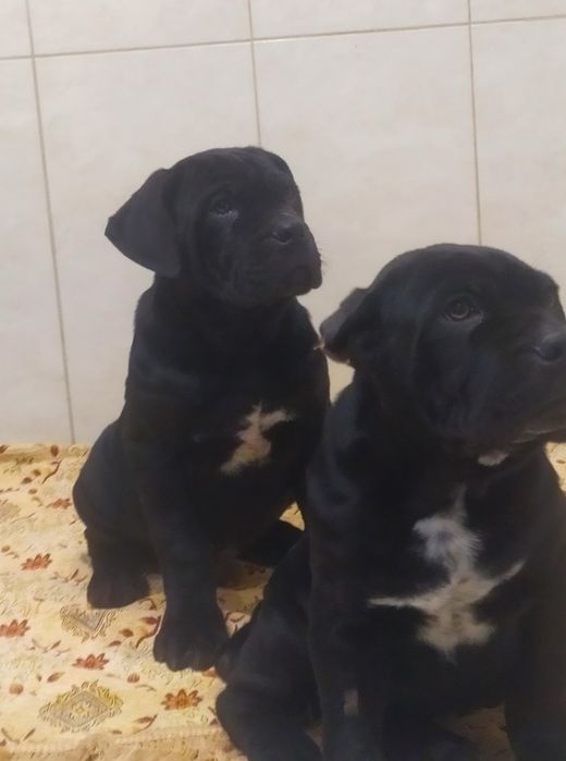 Щенок Кане корсо, готовий до переїзду