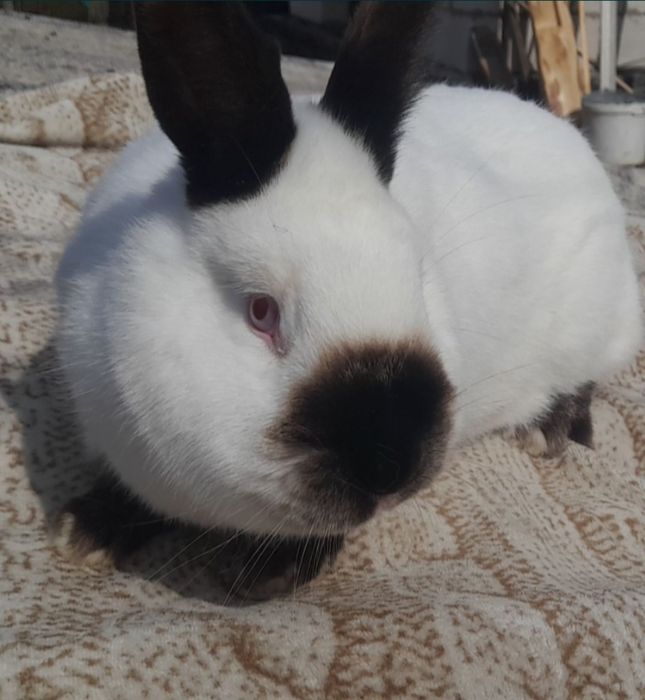 Молодняк кроликів різних порід